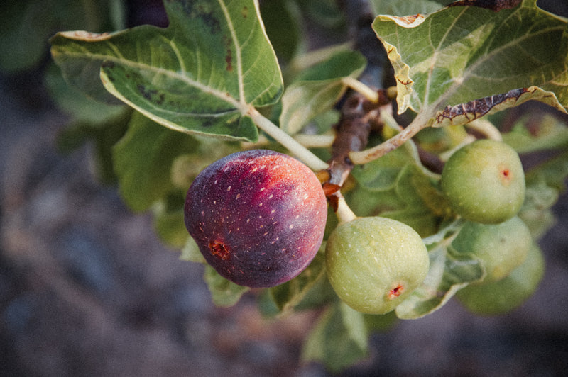 Scented Insert - Fig