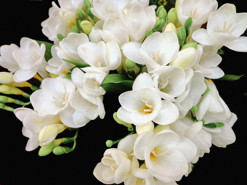 Scented Insert - Freesia