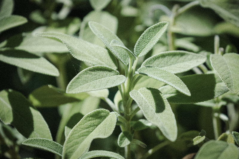 Scented Insert - Sage